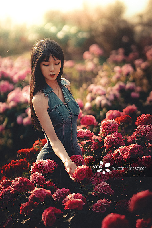 梦境中的月季花园图片素材