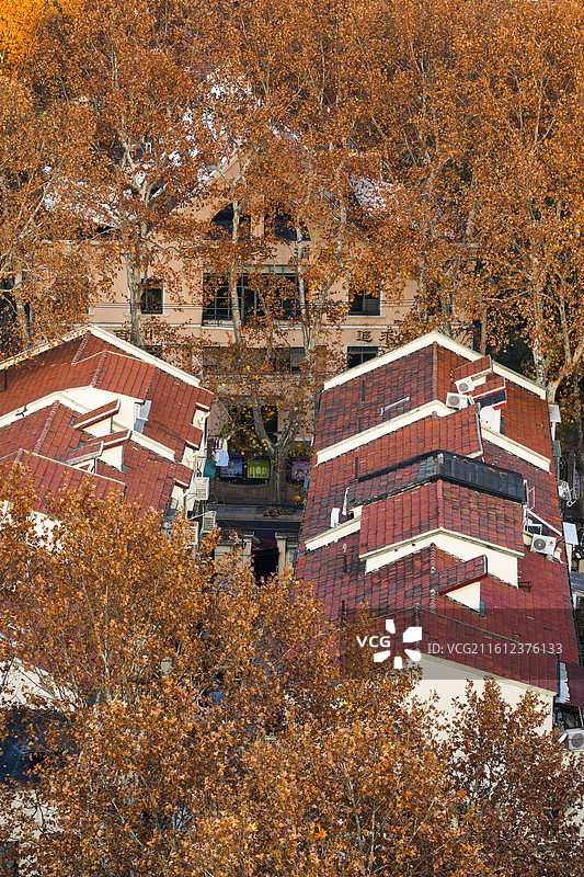 上海徐汇武康路梧桐区洋房秋末冬初街道梧桐树城市风景图片素材