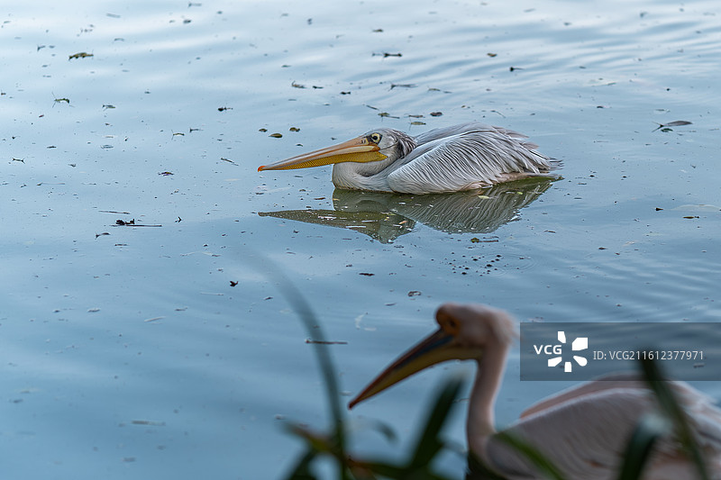 游弋中的鹈鹕图片素材
