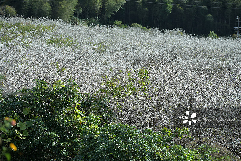 广州从化流溪河畔梅花乡村游美景图片素材