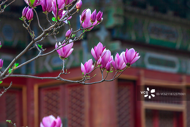 故宫后花园盛开的粉色玉兰花图片素材