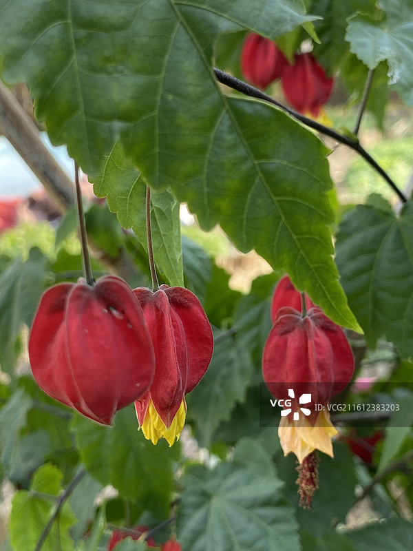 奇花异草—— 红萼苘麻‌图片素材