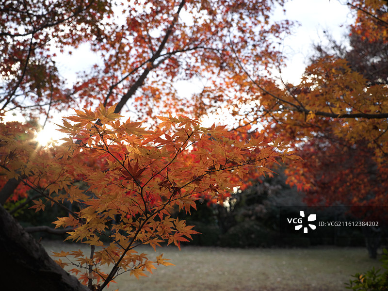 日本旅拍JPG直出 哈苏X2D图片素材