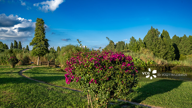 昆明滇池 宝丰湿地公园 蓝天白云 棉花云 浪漫云朵图片素材