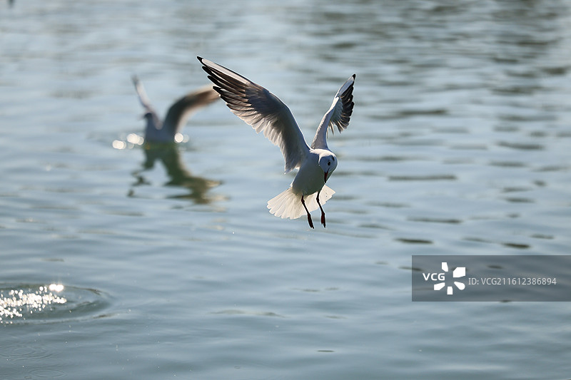 西伯利亚红嘴鸥太湖越冬侯鸟湖水湖面飞翔特写图片素材