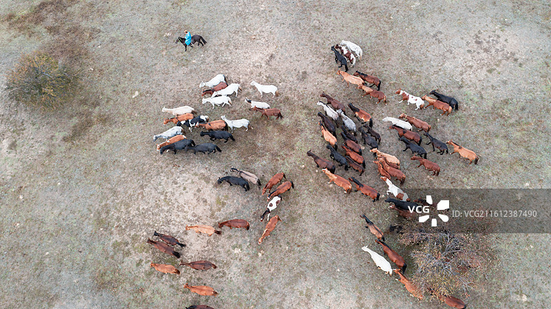 乌兰布统：一场穿越草原的秋日盛宴图片素材