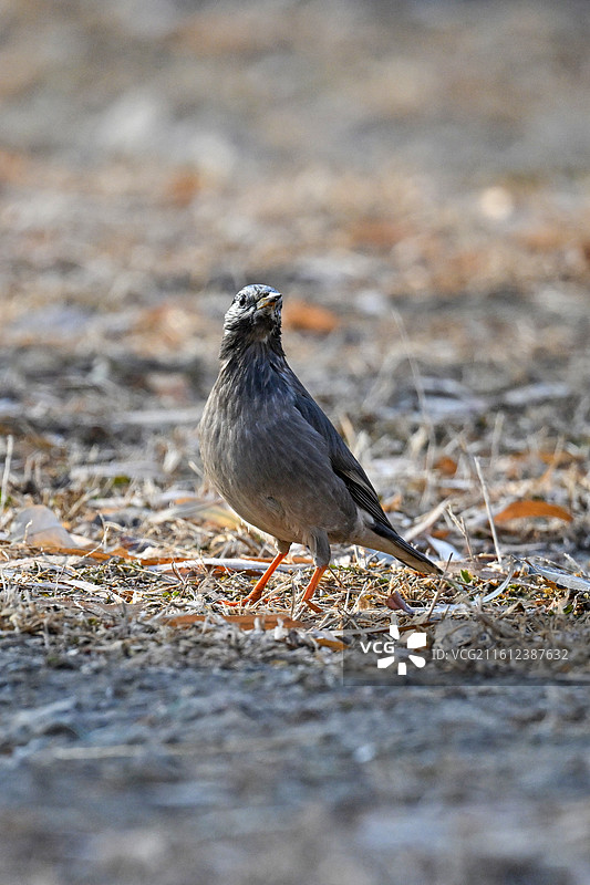 在草地上觅食的灰椋鸟特写图片素材