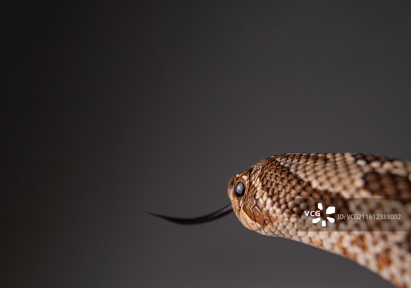 猪鼻蛇图片素材