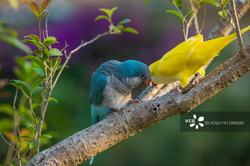 树上的和尚鹦鹉图片素材