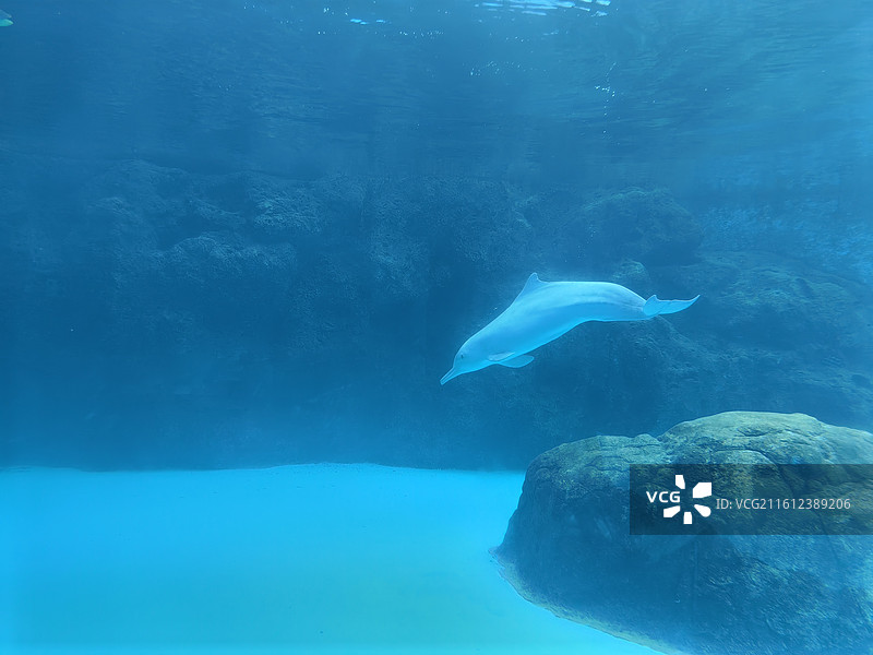 游泳的海豚5图片素材