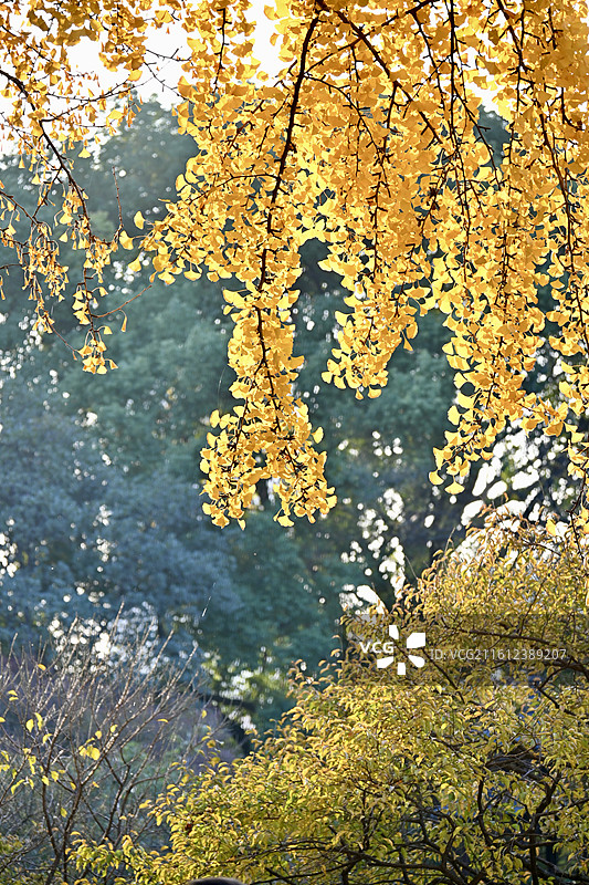 玄武湖银杏图片素材