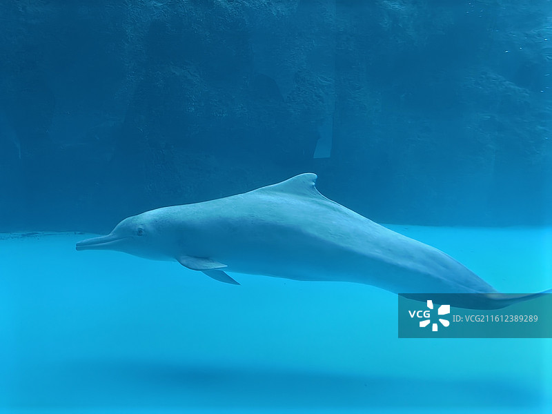 游泳的海豚8图片素材