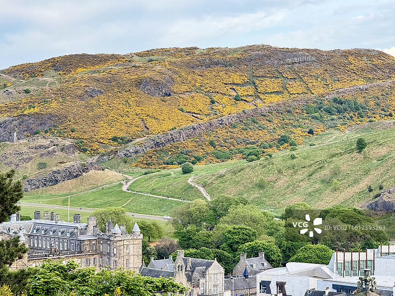 夏天的英国爱丁堡亚瑟王座山上开满花色的金雀花图片素材