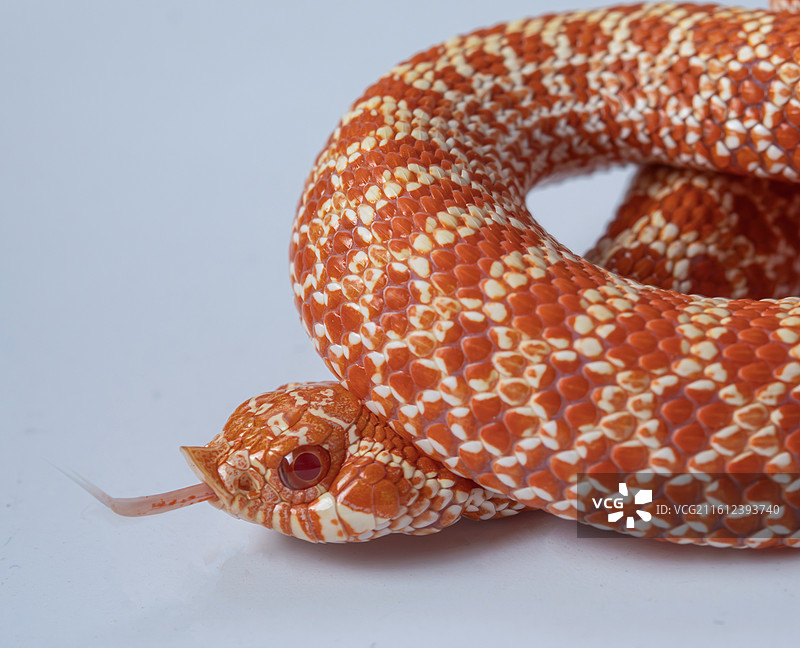 宠物猪鼻蛇图片素材