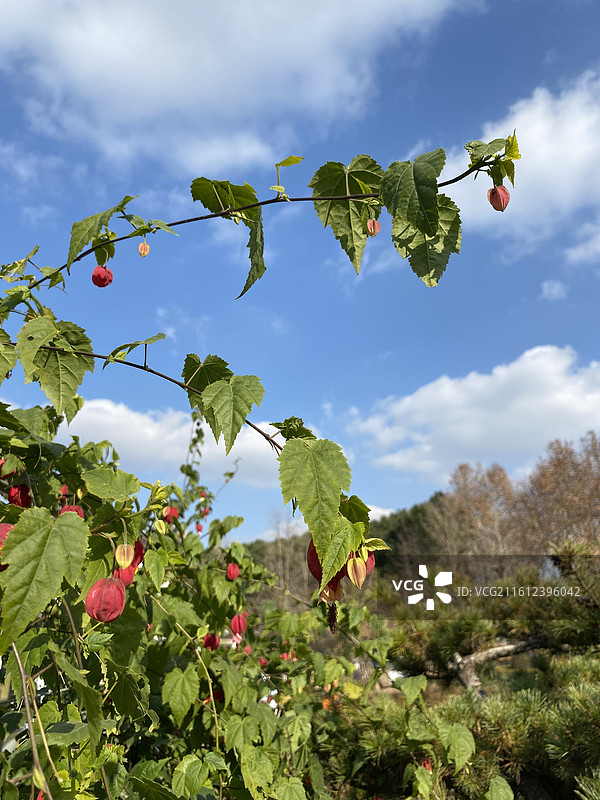奇花异草—— 红萼苘麻‌图片素材
