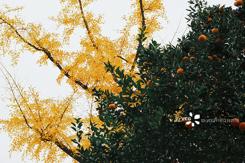 橘子与银杏叶图片素材