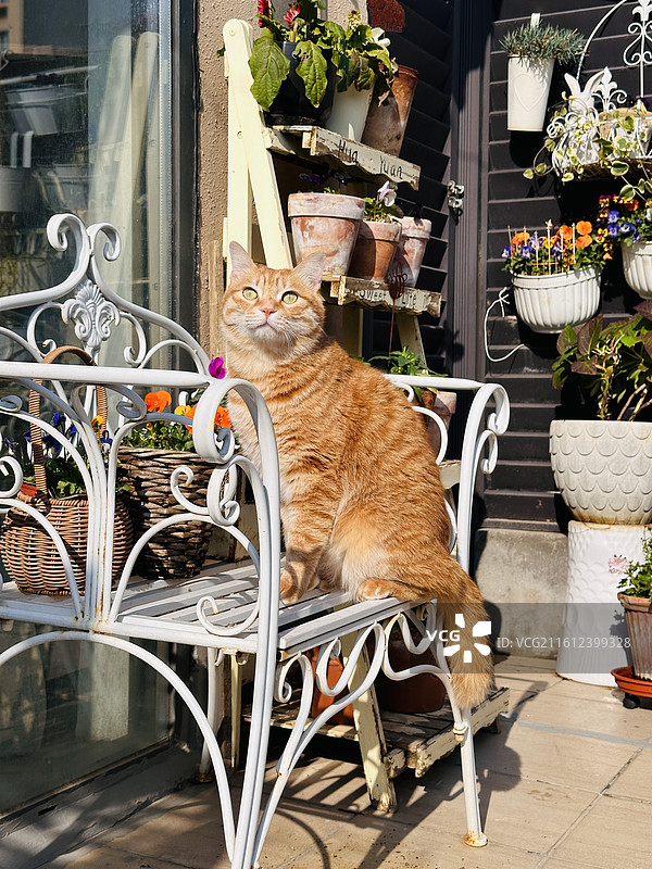 田园猫图片素材