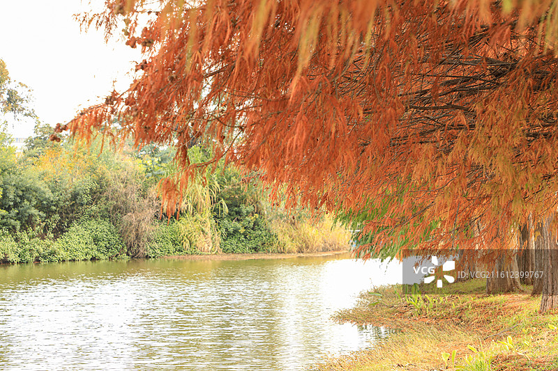 落羽杉（摄于昆明大观公园）图片素材