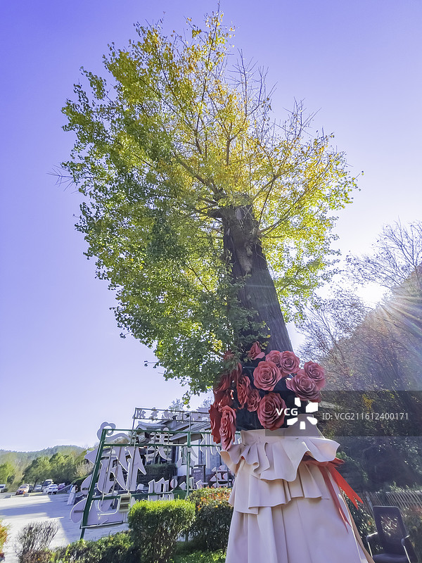 湖北省襄阳市，南漳县春秋寨金黄色的银杏树，红叶，碧水，阳光照亮透亮图片素材