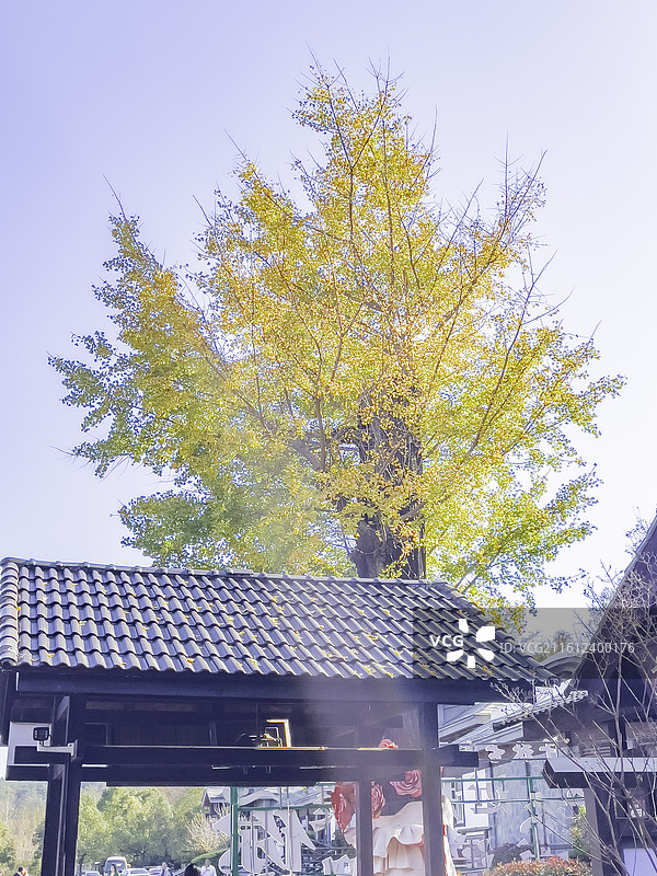 湖北省襄阳市，南漳县春秋寨金黄色的银杏树，红叶，碧水，阳光照亮透亮图片素材