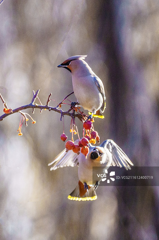 太平鸟图片素材