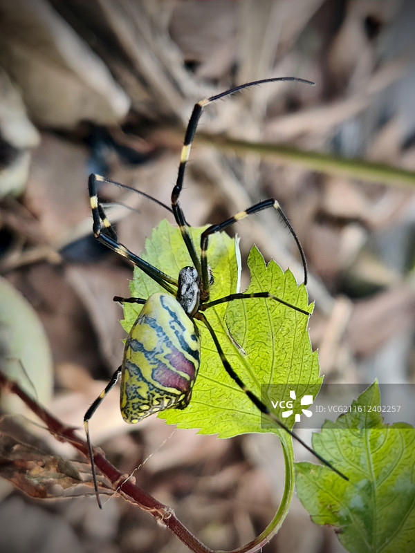 绿叶上的蜘蛛图片素材