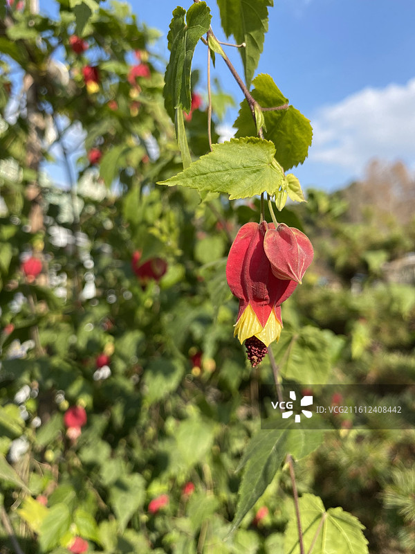 奇花异草—— 红萼苘麻‌图片素材