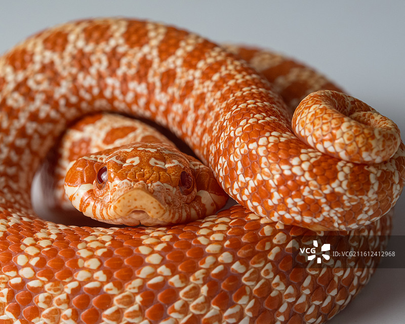 宠物猪鼻蛇图片素材