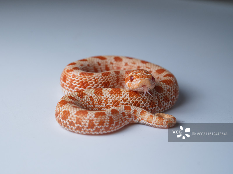 猪鼻蛇图片素材