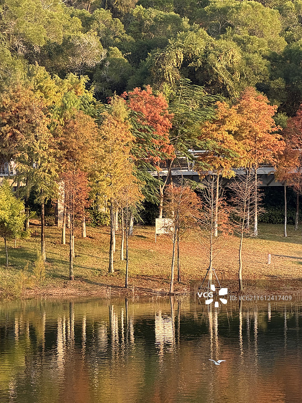 厦门东坪山落羽杉图片素材