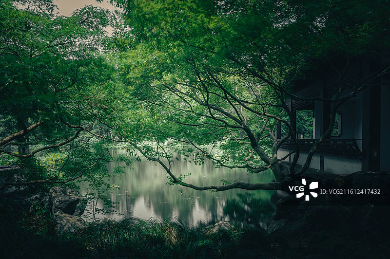 园林中生长的树木图片素材