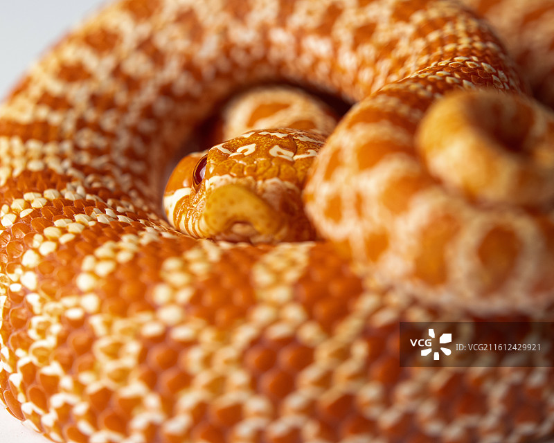 猪鼻蛇图片素材