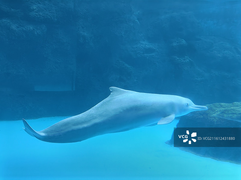 游泳的海豚10图片素材