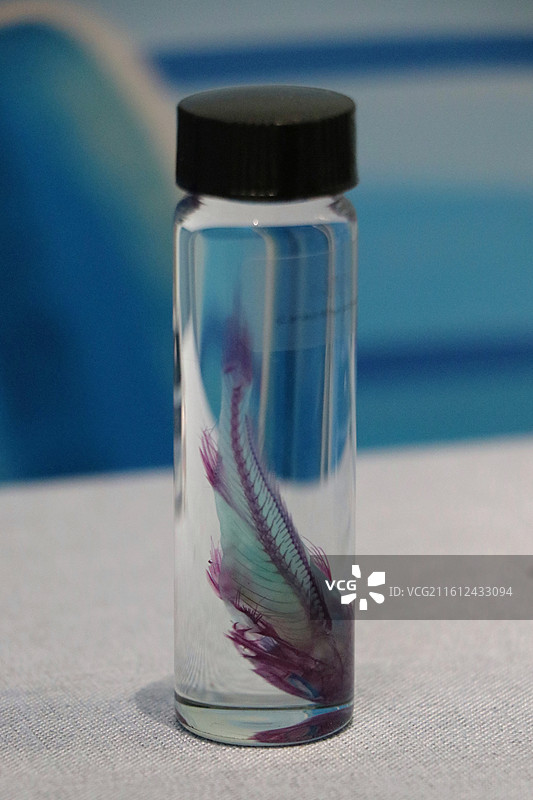 小黄鱼内骨骼 唐山博物馆×舟山博物馆《寻鲜记 —— 舟山海鲜饮食文化之旅》图片素材