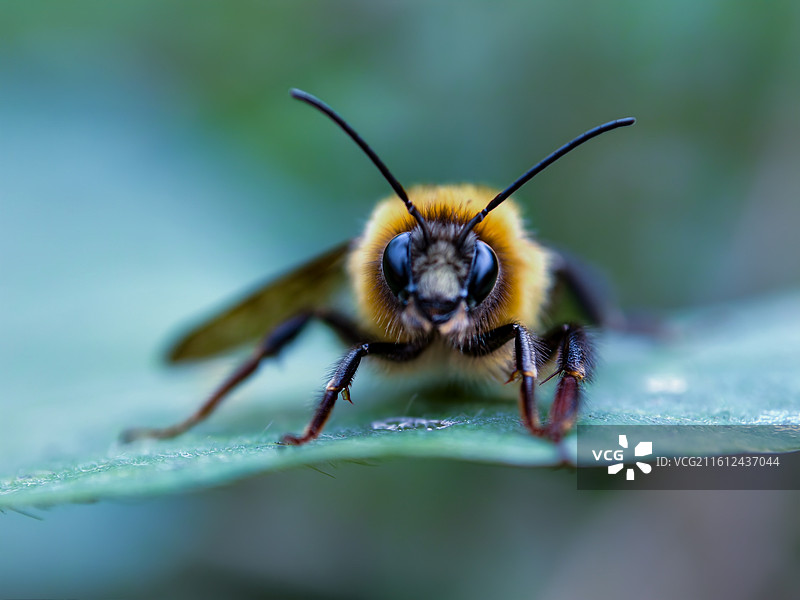 《蜂之凝视》图片素材
