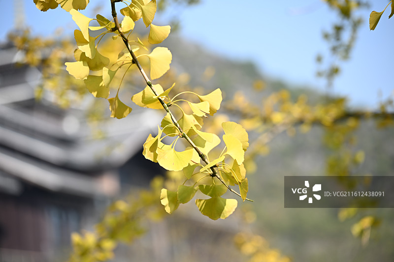 浅黄色银杏树叶图片素材