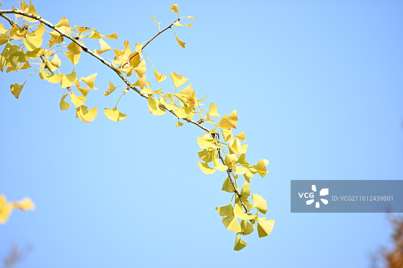 浅黄色银杏树叶图片素材