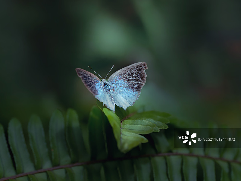 蕨间雾图片素材