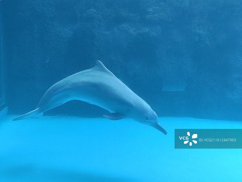 游泳的海豚14图片素材