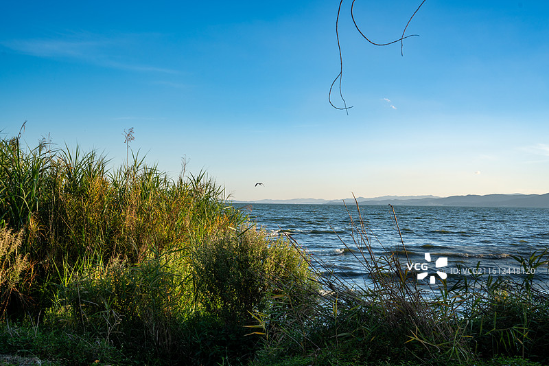 昆明滇池 宝丰湿地公园 蓝天白云 棉花云 浪漫云朵图片素材