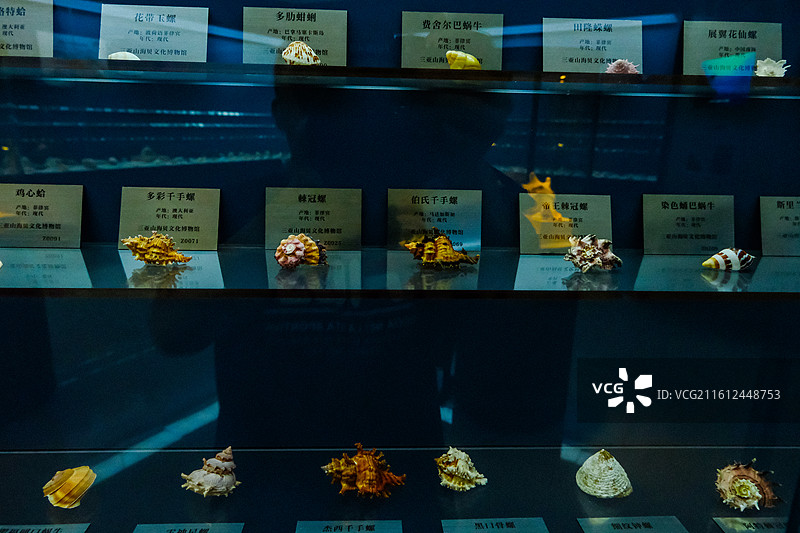 中国海南省三亚市三亚山海贝文化博物馆藏品 ，世界各地的奇异贝壳，各种各样的贝壳，各地贝壳标本图片素材