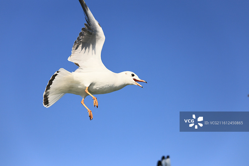 西伯利亚红嘴鸥太湖越冬侯鸟湖水湖面飞翔特写图片素材