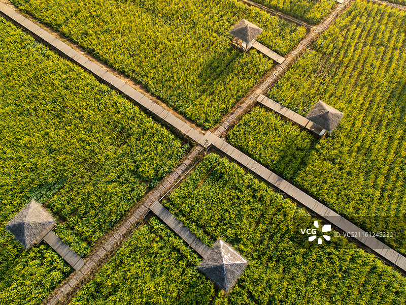福建厦门天竺山航拍田野中的步道与草亭图片素材