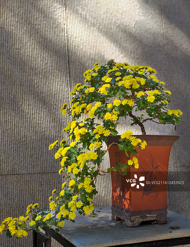 腾飞的金菊图片素材