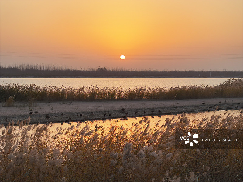 航拍冬季济南玉清湖沉沙池的候鸟图片素材
