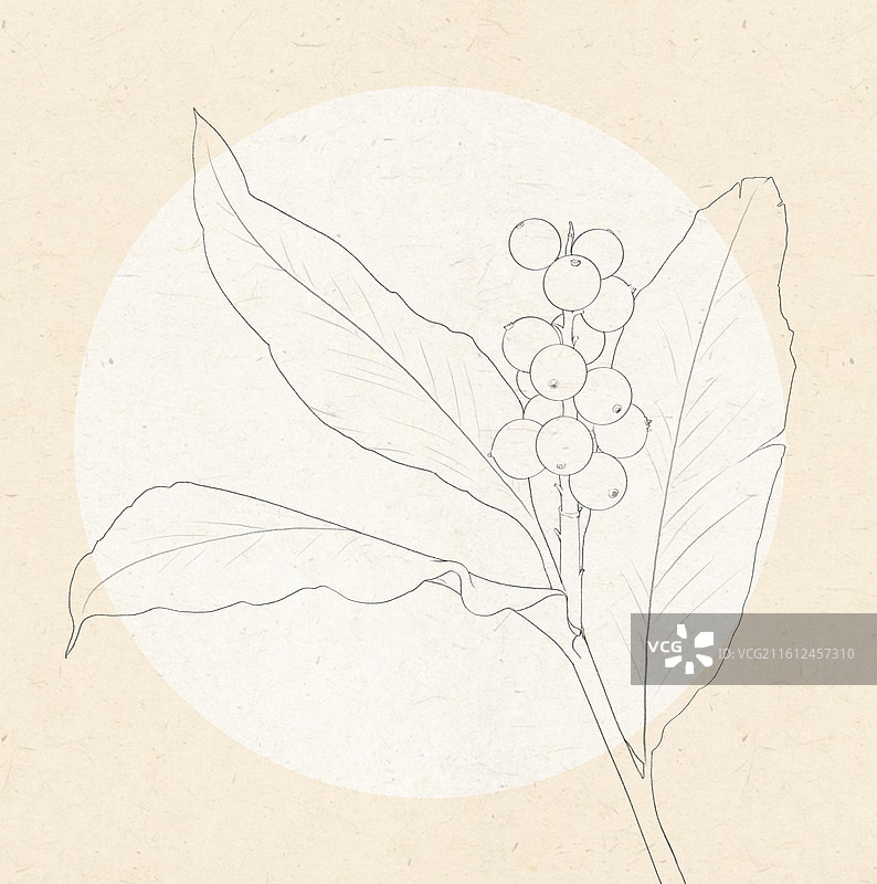 草蔻 草豆蔻图片素材