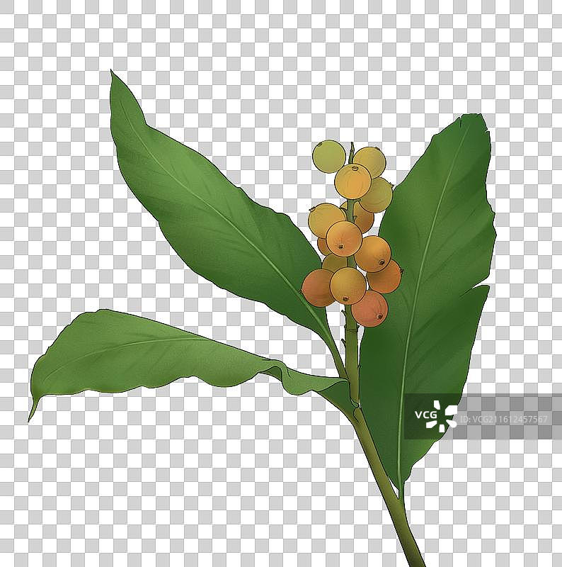 草豆蔻 草蔻图片素材