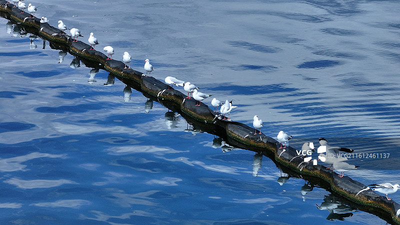 云南大理市洱海红嘴鸥图片素材
