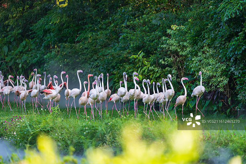 美丽的火烈鸟在草地上翩翩起舞-长隆飞鸟乐园“百鸟飞歌”图片素材