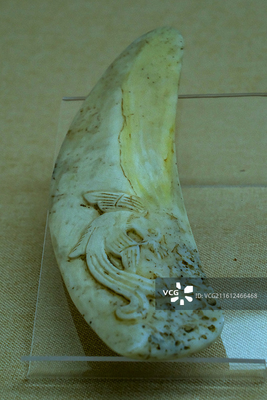 中国海南省三亚市三亚山海贝文化博物馆藏品 ，史前文明，史前砗磲制品，红山文化图片素材